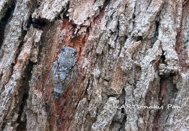 met kartsonakis _2191037