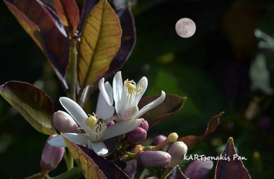 MAIL KARTSONAKIS PAN 10427080907765_n