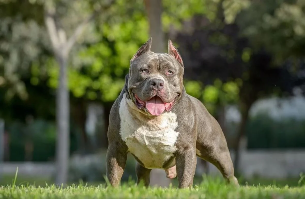 american-bully-xl