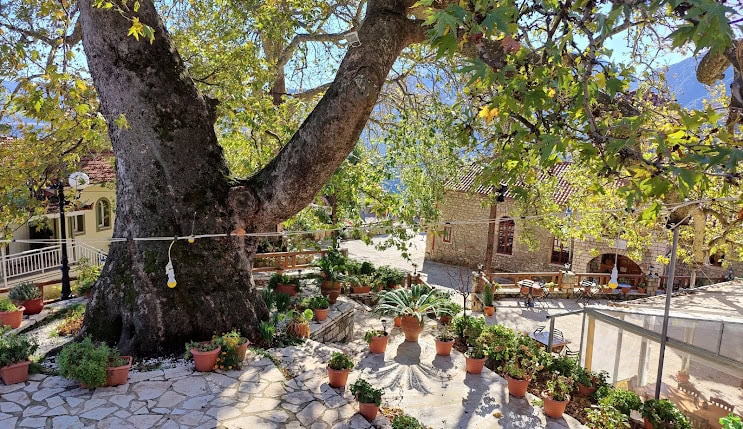 Old Mediterranean tree with potted plants in eKorinthos Greece.