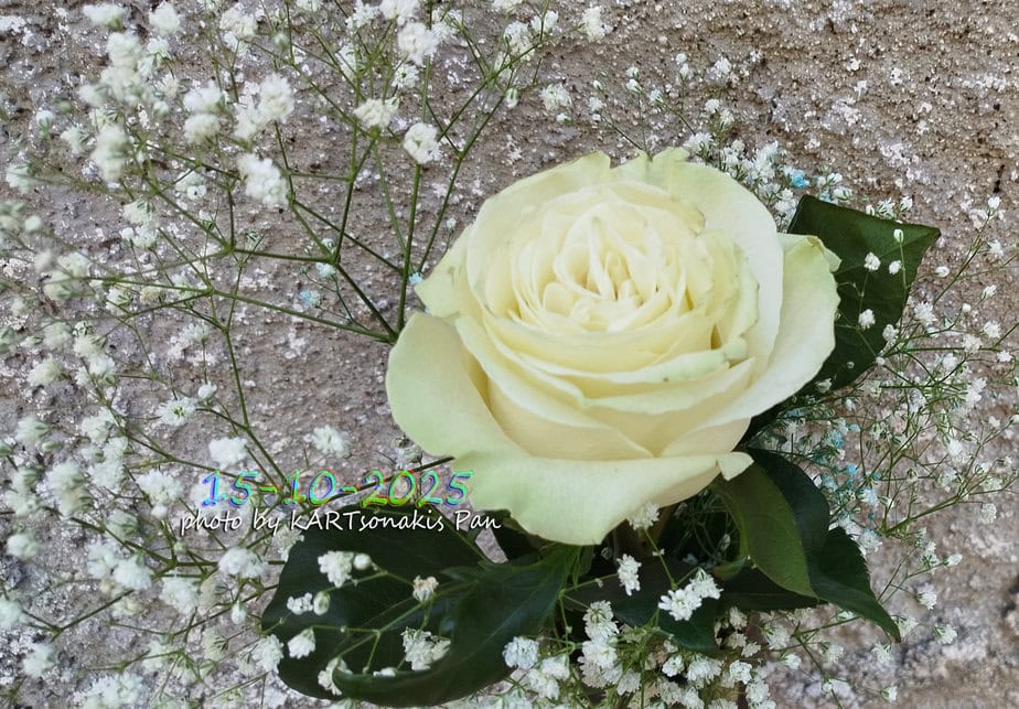 Cream-colored rose surrounded by baby's breath flowers on sandy ground.