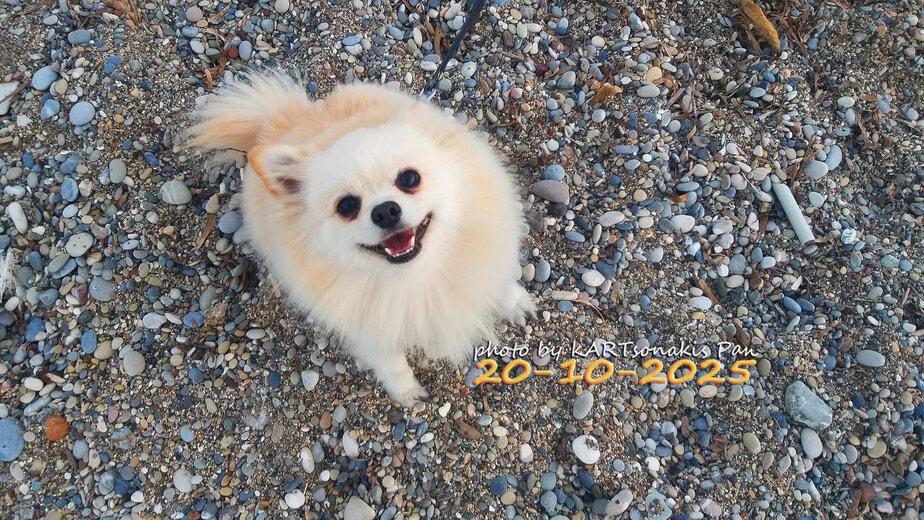 Adorable small dog on pebble beach in Corinth, Greece.