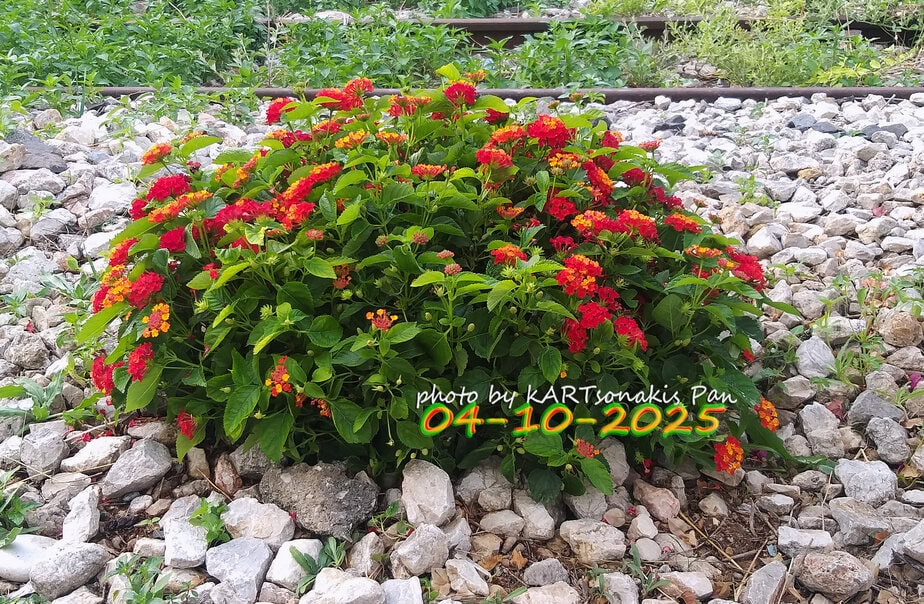 Lantana camara flowering plant on rocky terrain in Corinth, Greece.