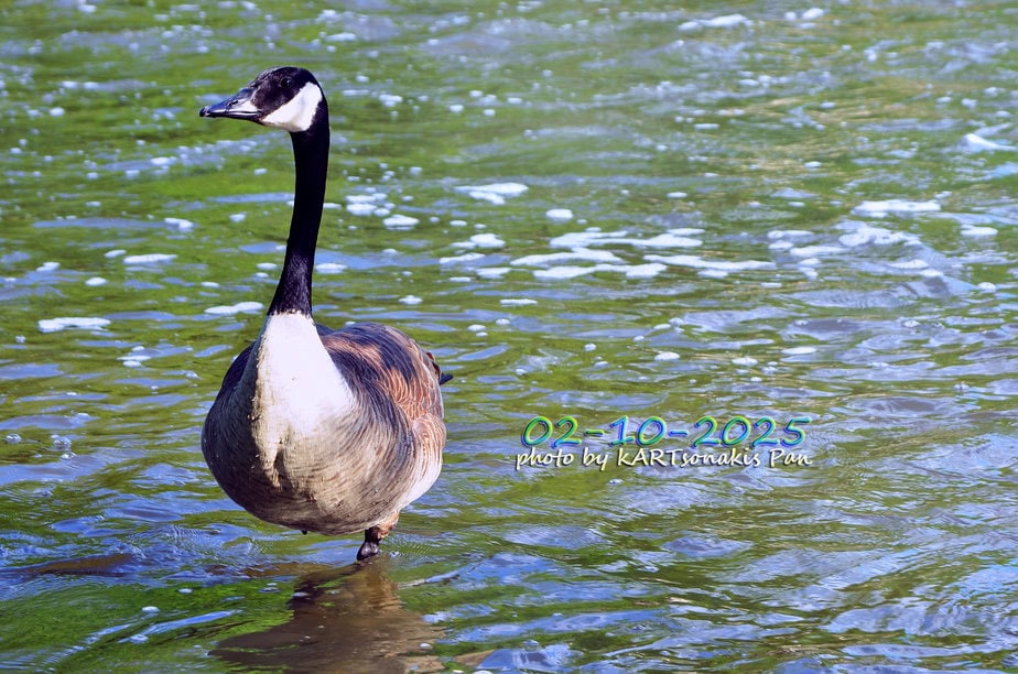 Canada goose swimming in water, scenic outdoor wildlife photo.