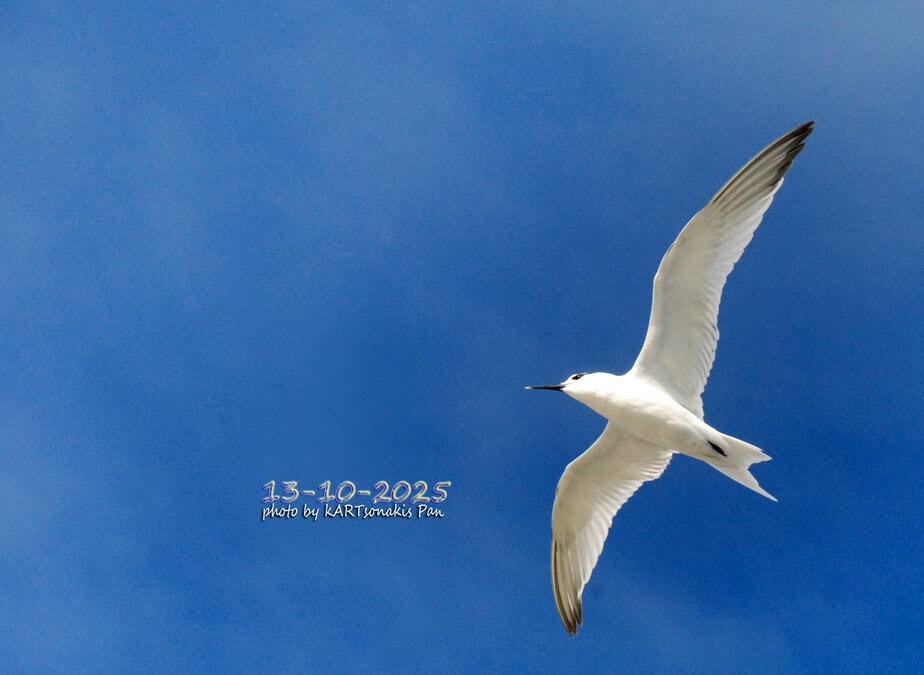MAIL _6560189 Seagull flying in clear blue sky over Corinth, Greece, capturing the natural beauty of eKorinthos.